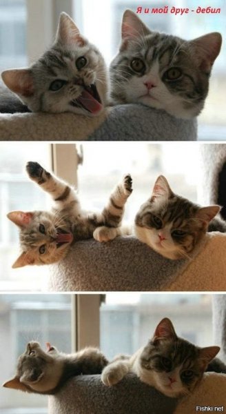 Мем с двумя котами