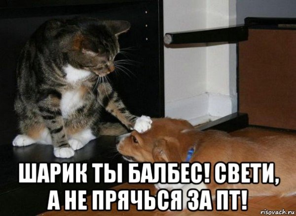 Шарик балбес