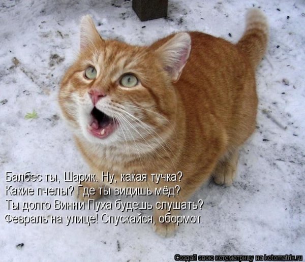Толстый кот с подписью