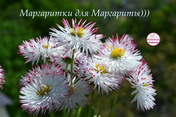 14 Июня день маргариток