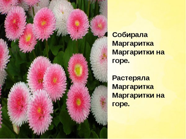 Горная Маргаритка