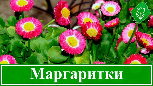 Адонис Маргаритка