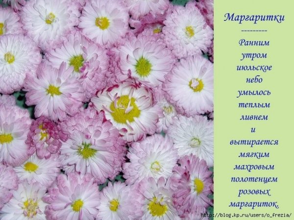 Маргаритки Северянин