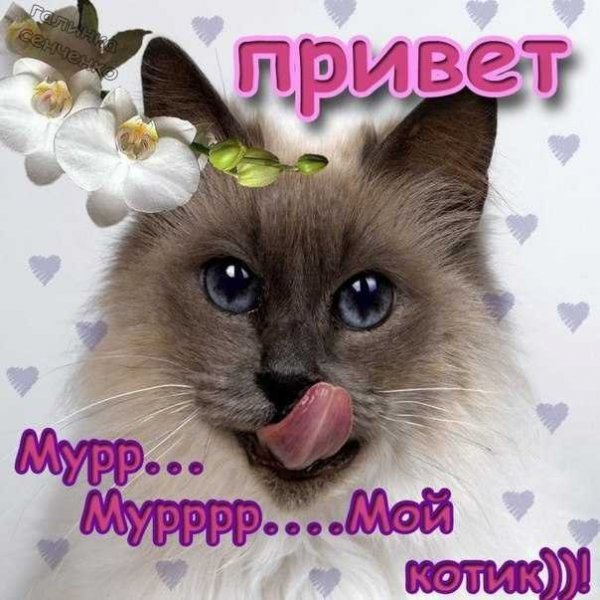 Привет любимый