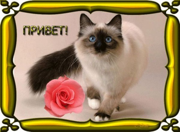 Открытки с кошками привет