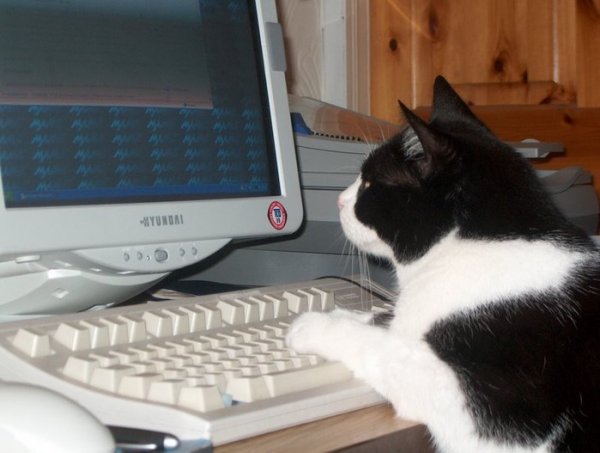 Коты и интернет