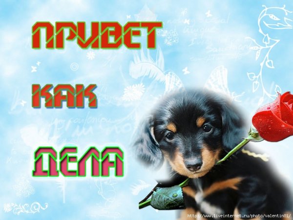 Привет как дела