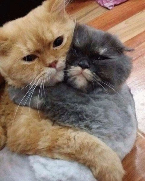 Милые котики с надписями