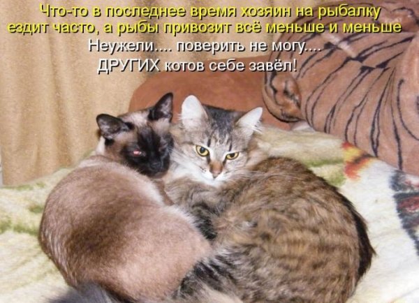 Смешные картинки с надписями для поднятия настроения подруге