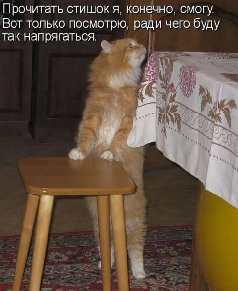 Приколы с животными с надписями