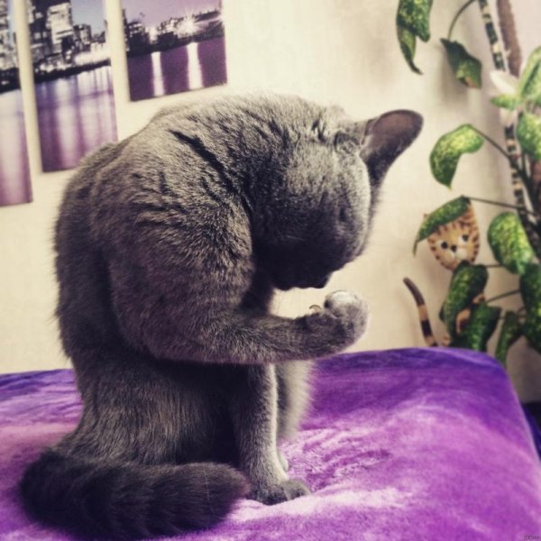 Котик с бицухой