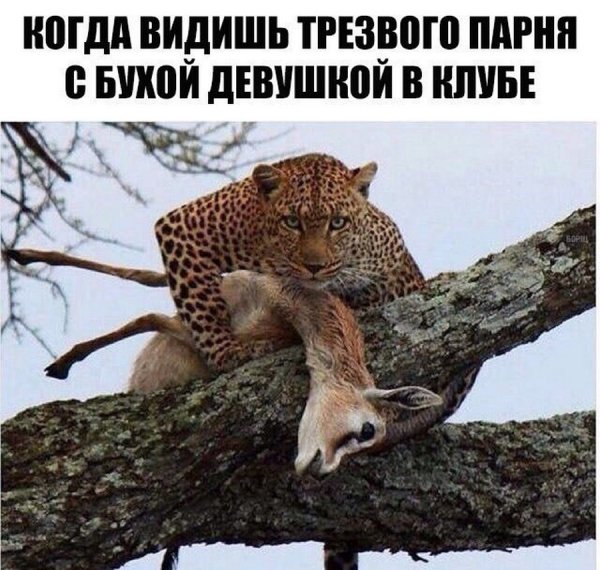 Смешные надписи для поднятия настроения