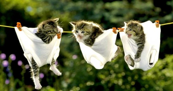 Кот на веревке