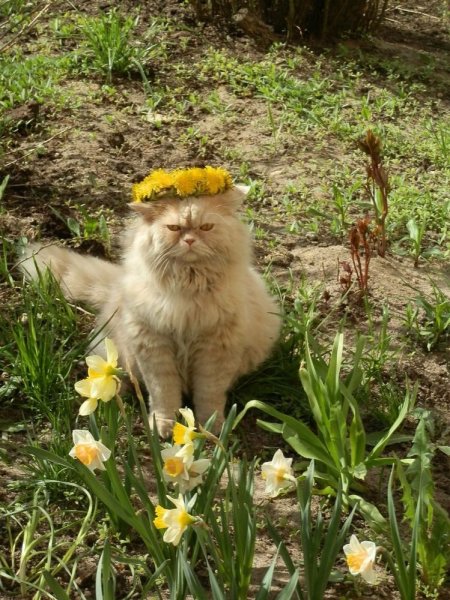 Весенние коты