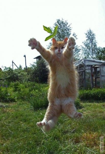 Позитивчик для поднятия настроения