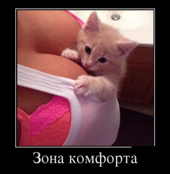 Котенок на женской груди