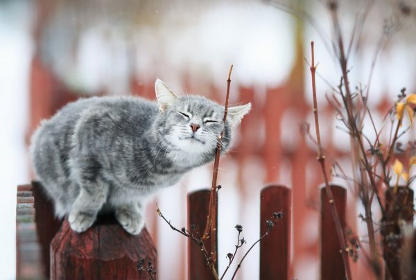 Кошки весной