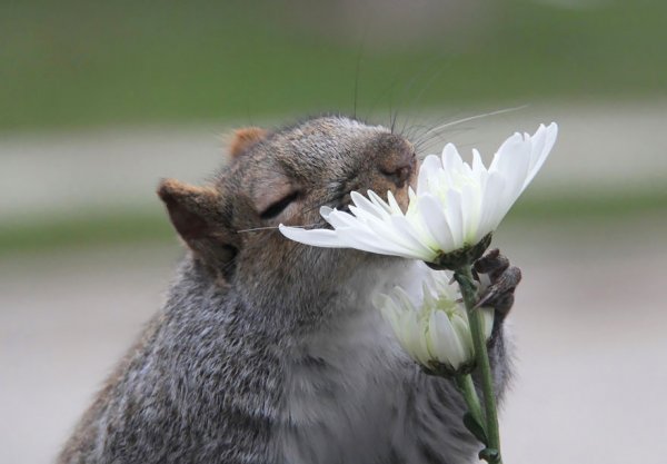 Весна животные