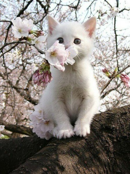 Весенняя кошечка