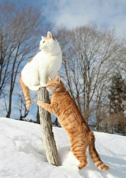 Кот весной