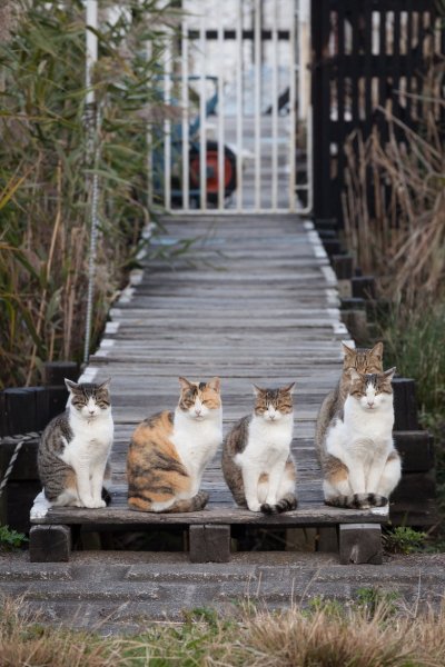 Весна и мартовские коты