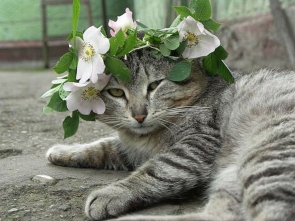 Кошка Весна