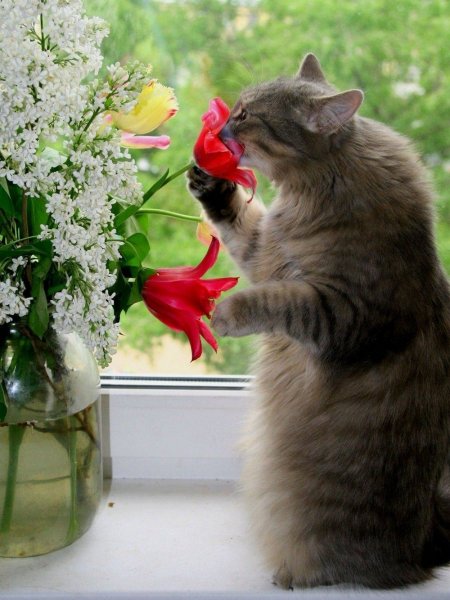 Кот и цветы