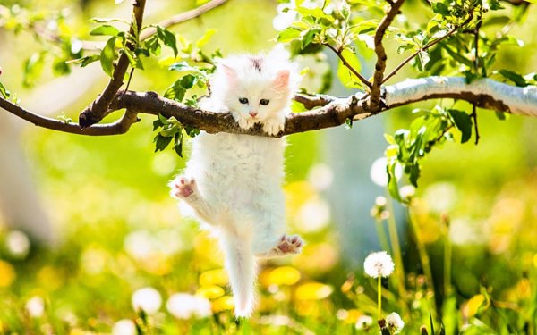 Весна и котики