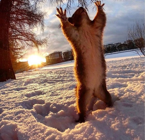 Весна прикольные