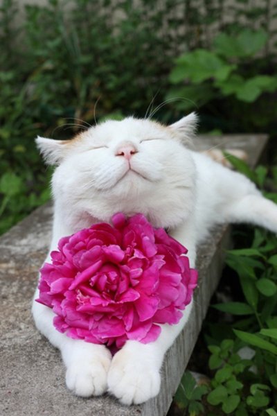 Японский кот Широнеко