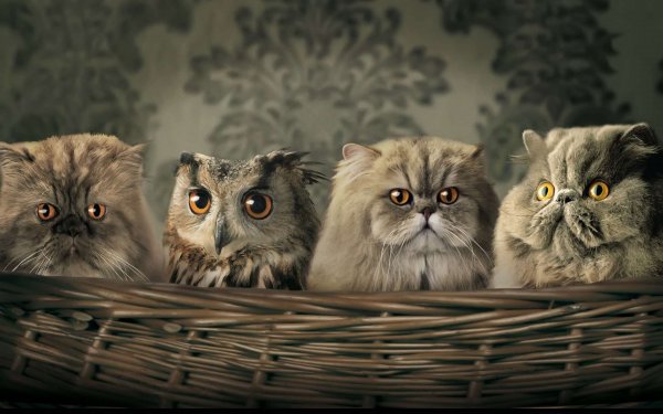 Сова и кот