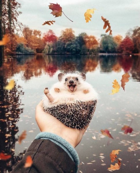 Осенний позитив
