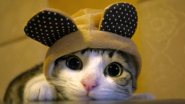 Кот в шапке