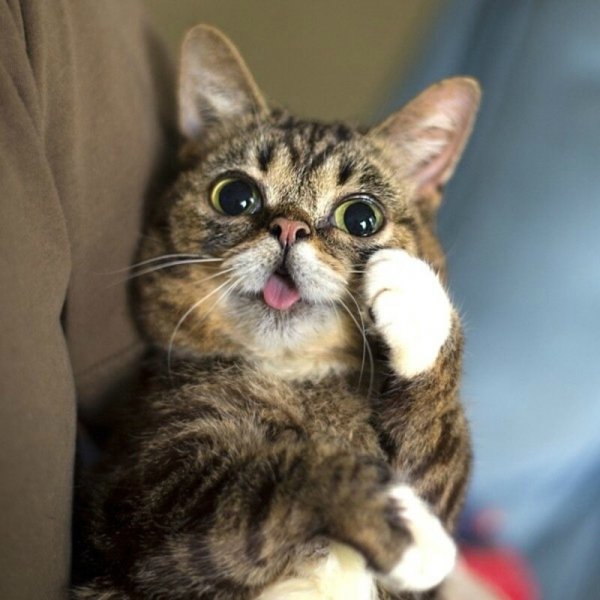 Смешные котики