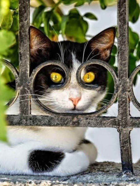 Прикольные коты
