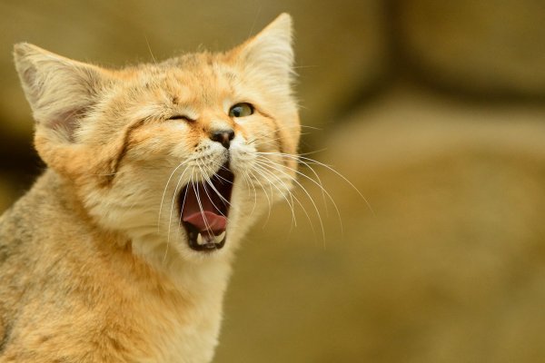 Кот зевает