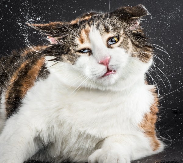 Прикольные котики