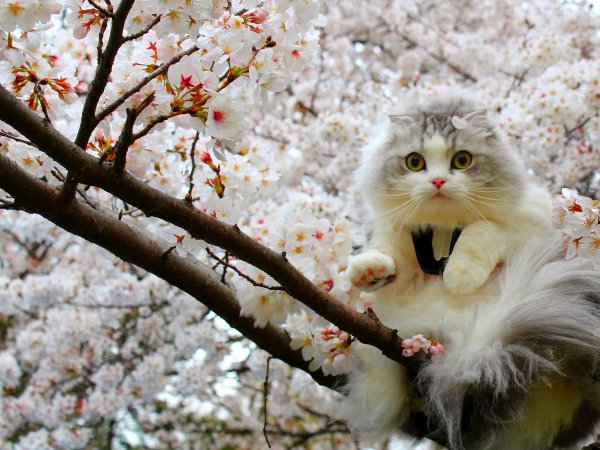 Весенние коты