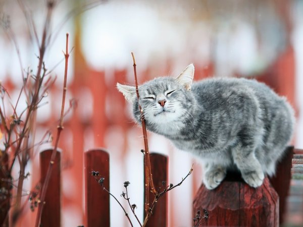 Весна и котики