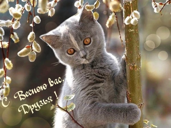 Весенние коты