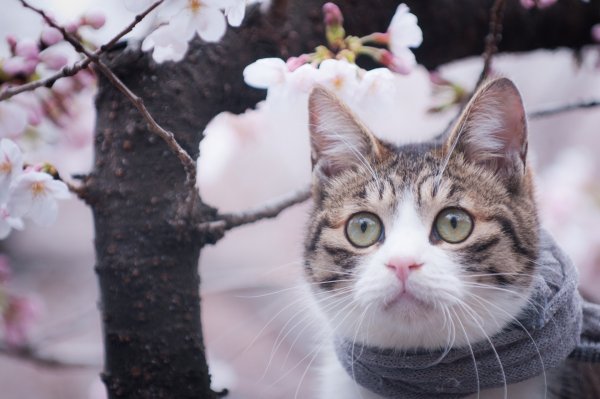 Весна и котики