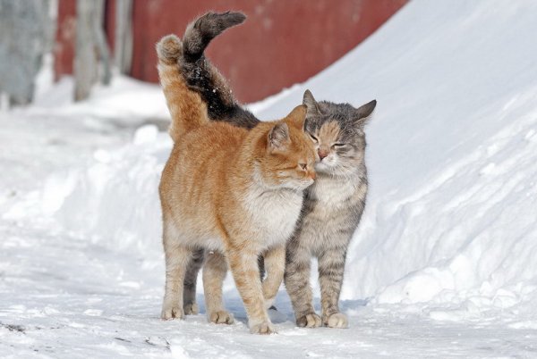 Мартовская кошка