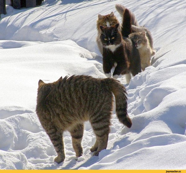 Мартовский кот