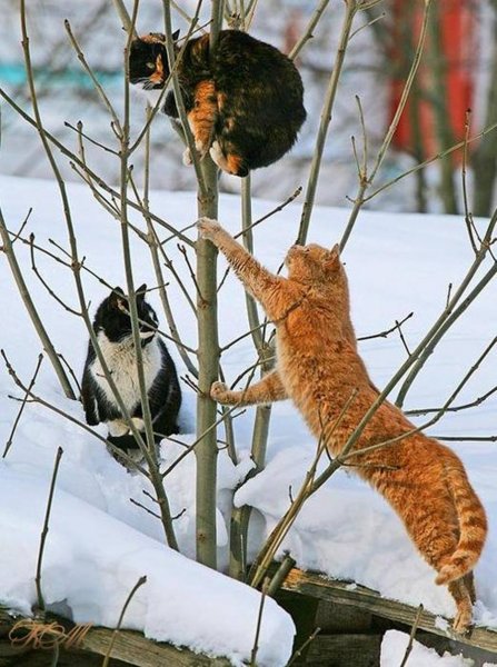 Весна и мартовские коты