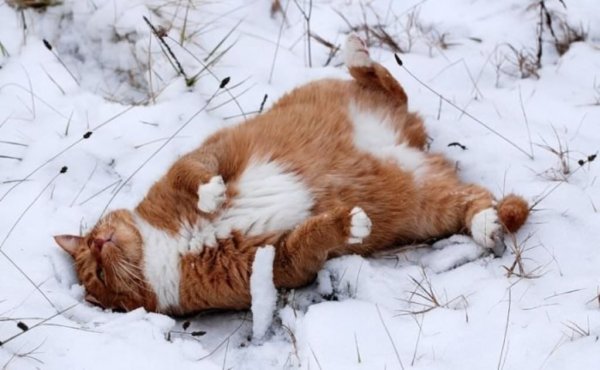 Мартовские коты в снегу