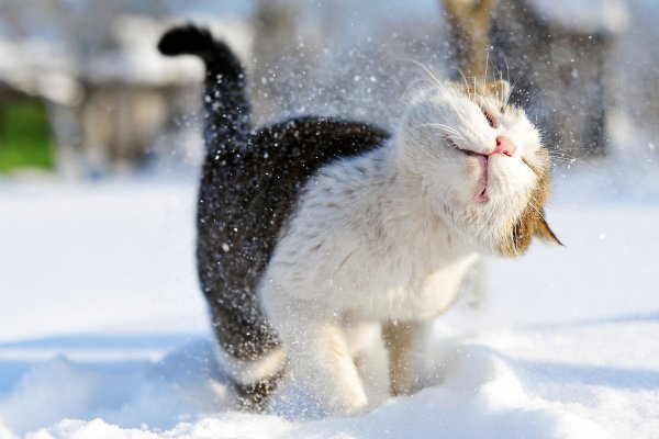 Снежный котик