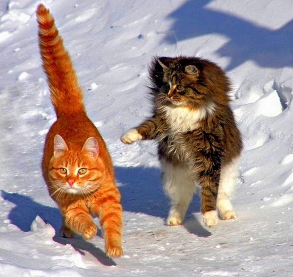 Весна и мартовские коты