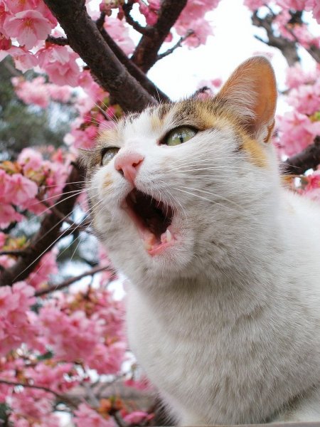Кот Весна