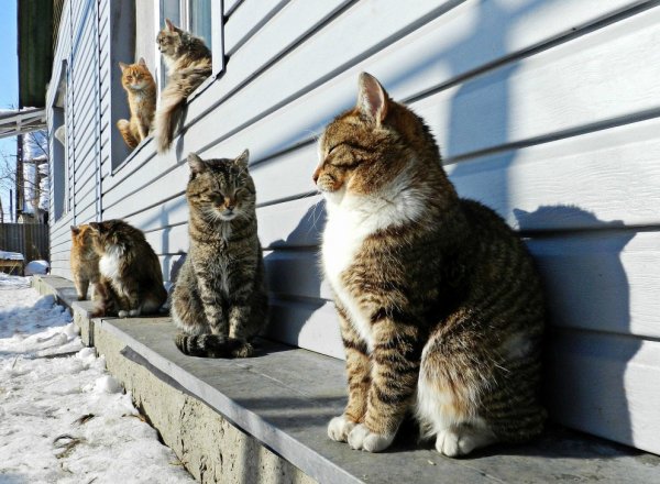 Мартовский кот