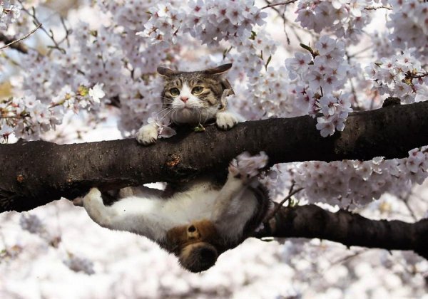 Кот на ветке